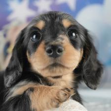 ♀︎ミニチュアダックスフンド(ロングヘアード)