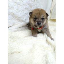 オンライン見学