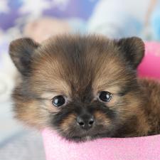 オンライン見学