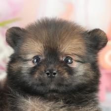 ♀︎ポメラニアン