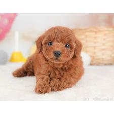 ♀︎トイプードル