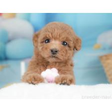 ♀︎トイプードル