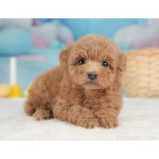 オンライン見学