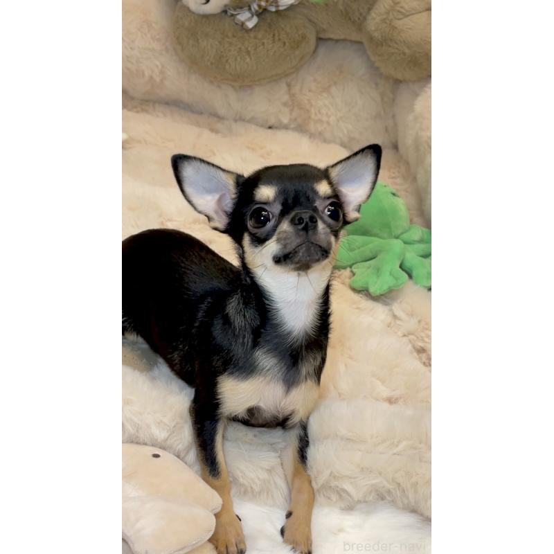 販売中の東京都のチワワ(スムースコート)-452444の9枚目