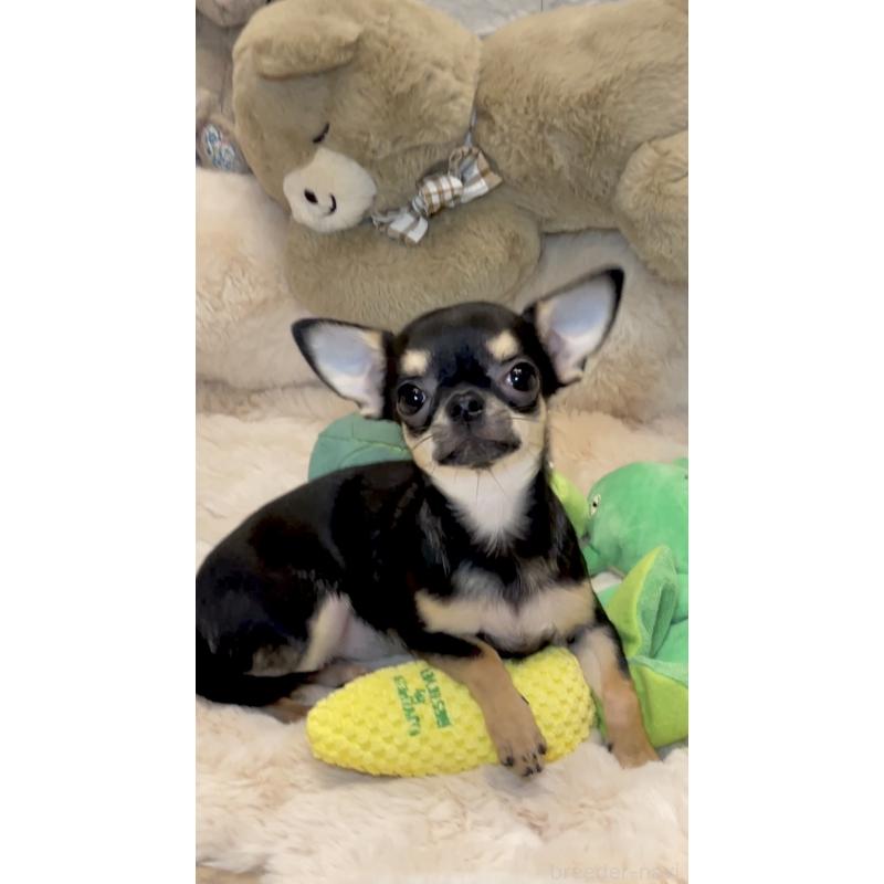 販売中の東京都のチワワ(スムースコート)-452444の8枚目