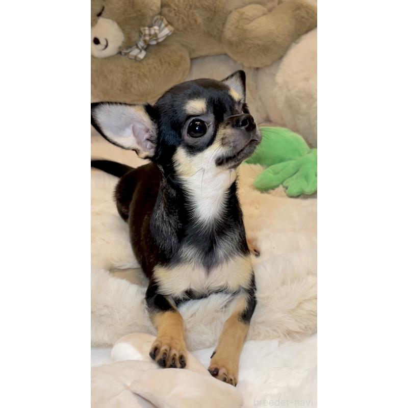 販売中の東京都のチワワ(スムースコート)-452444の7枚目