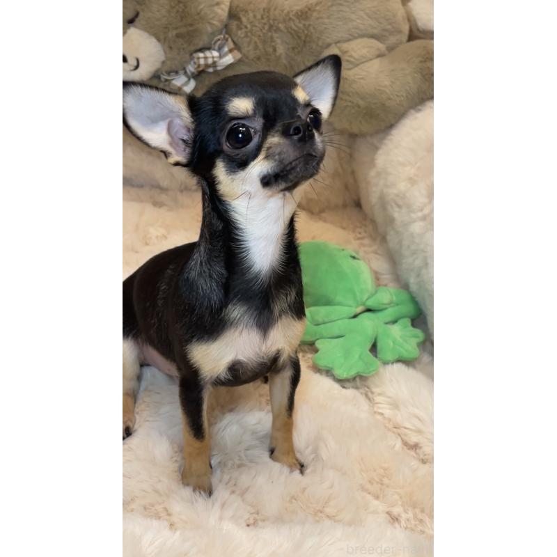 販売中の東京都のチワワ(スムースコート)-452444の6枚目