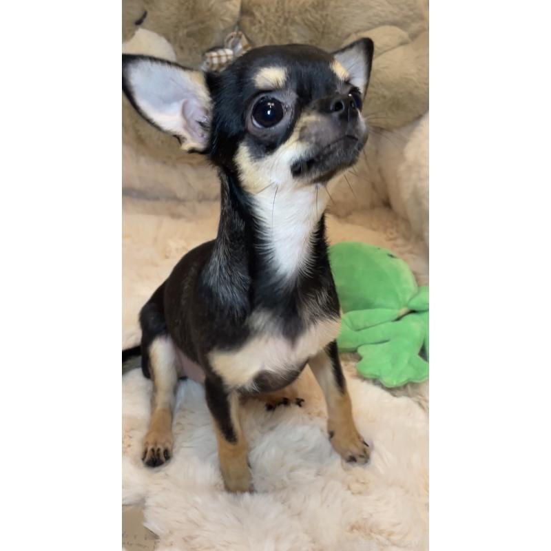 販売中の東京都のチワワ(スムースコート)-452444の5枚目