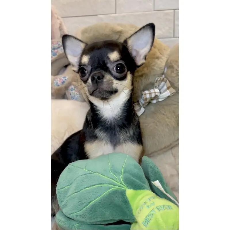 販売中の東京都のチワワ(スムースコート)-452444の4枚目