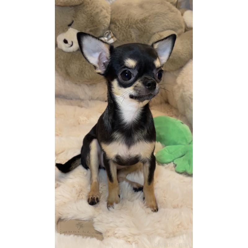 販売中の東京都のチワワ(スムースコート)-452444の3枚目