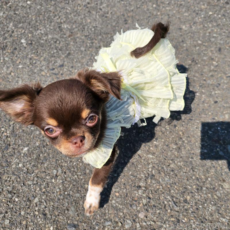 販売中の東京都のチワワ(ロングコート)-437778