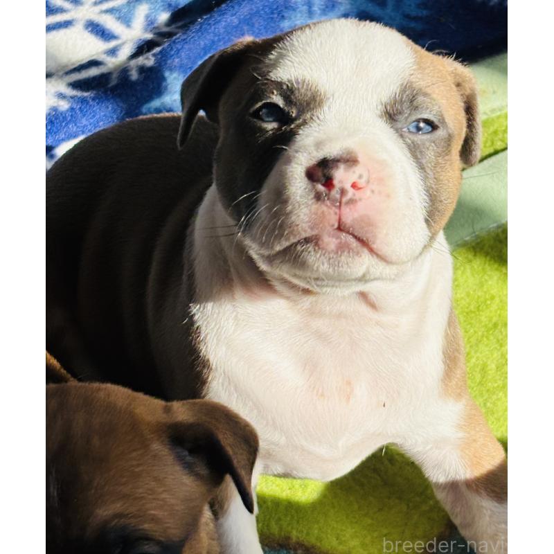 販売中の神奈川県のアメリカンピットブルテリア-445368