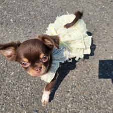 ♀︎チワワ(ロングコート)