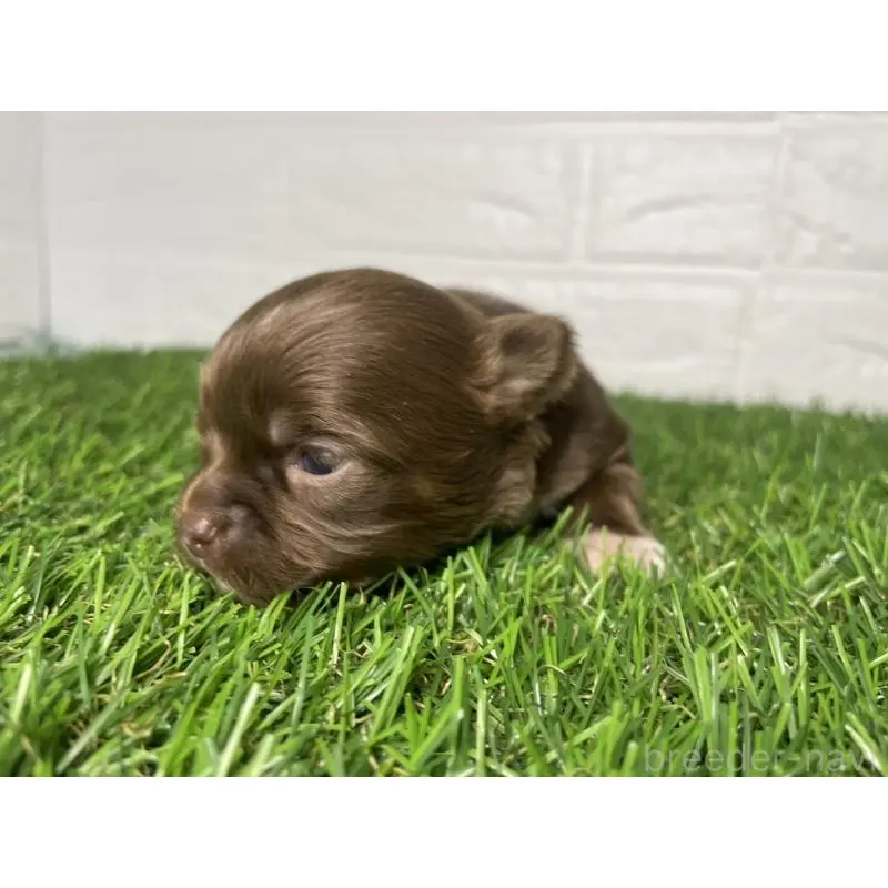 販売中の千葉県のチワワ(ロングコート)-452448の3枚目