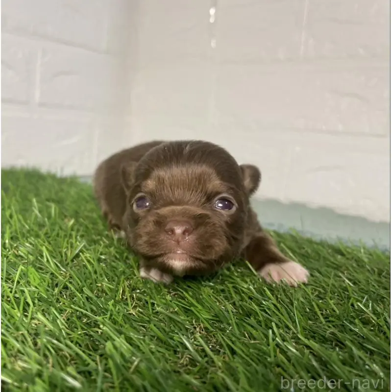 販売中の千葉県のチワワ(ロングコート)-452448の2枚目