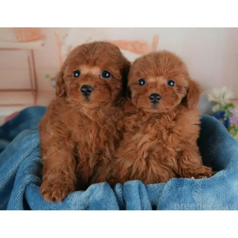 販売中の群馬県のトイプードル-453439の7枚目