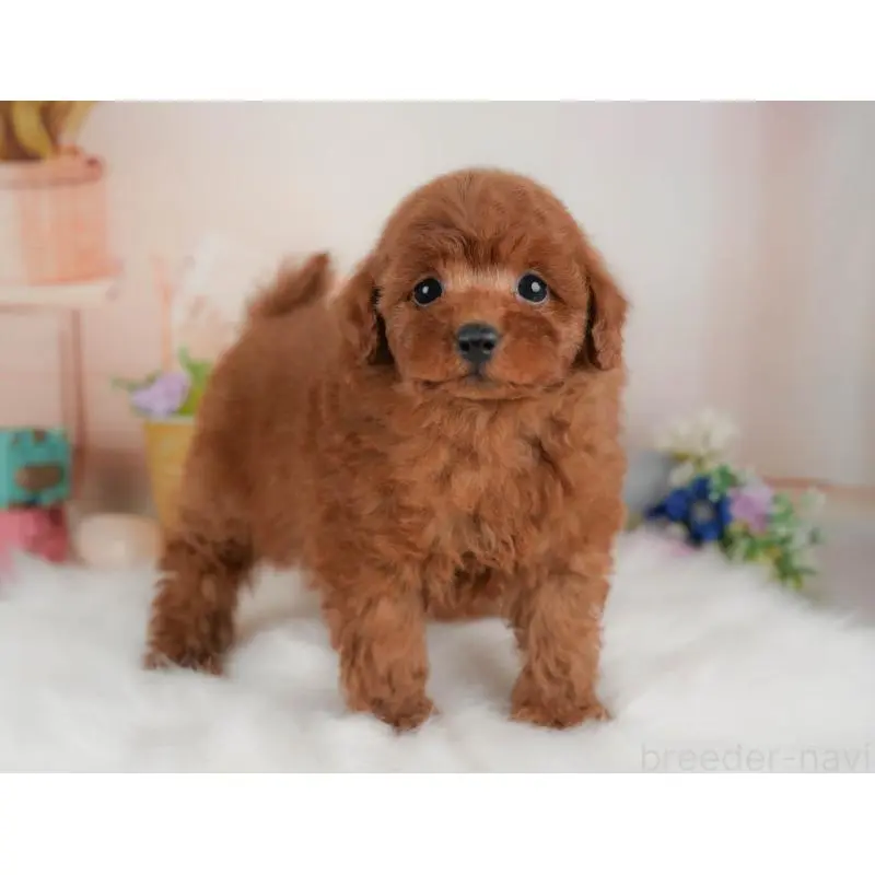 販売中の群馬県のトイプードル-453439の5枚目