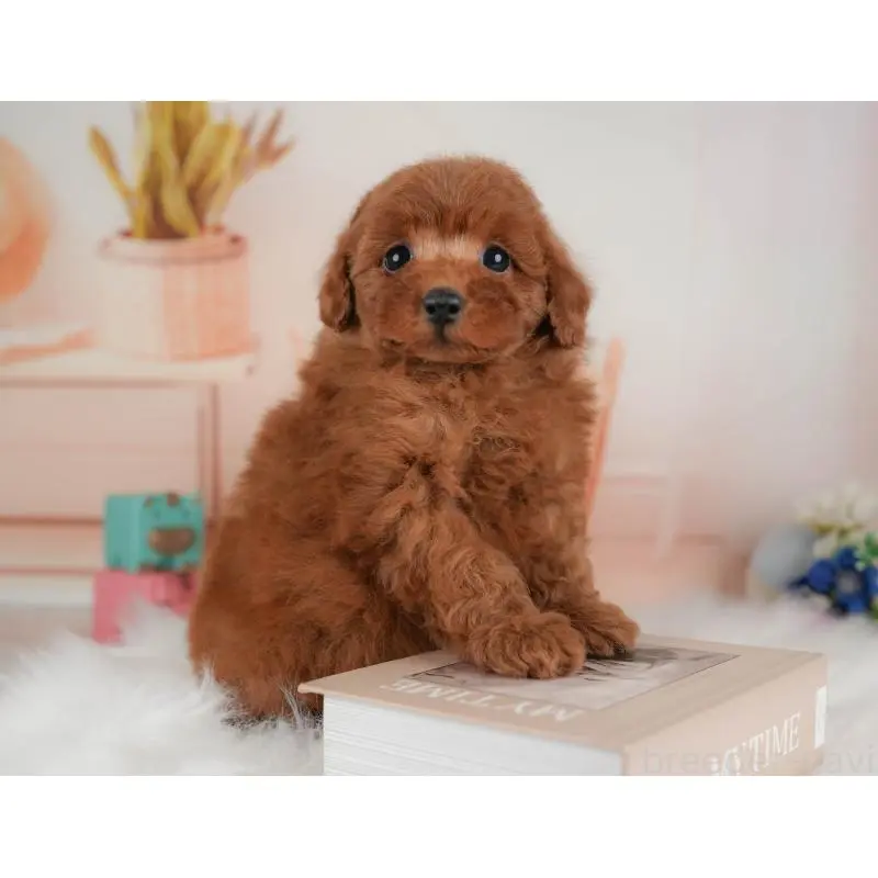 販売中の群馬県のトイプードル-453439の4枚目