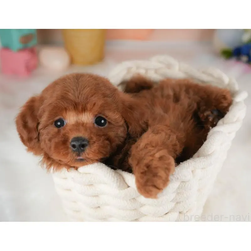 販売中の群馬県のトイプードル-453439の3枚目