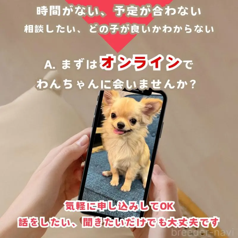 販売中の群馬県のポメラニアン-453438の16枚目