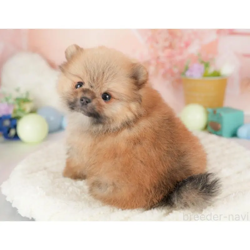 販売中の群馬県のポメラニアン-453438の7枚目