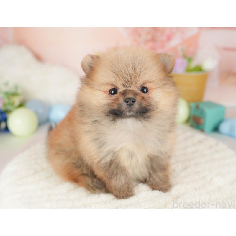 販売中の群馬県のポメラニアン-453438の5枚目