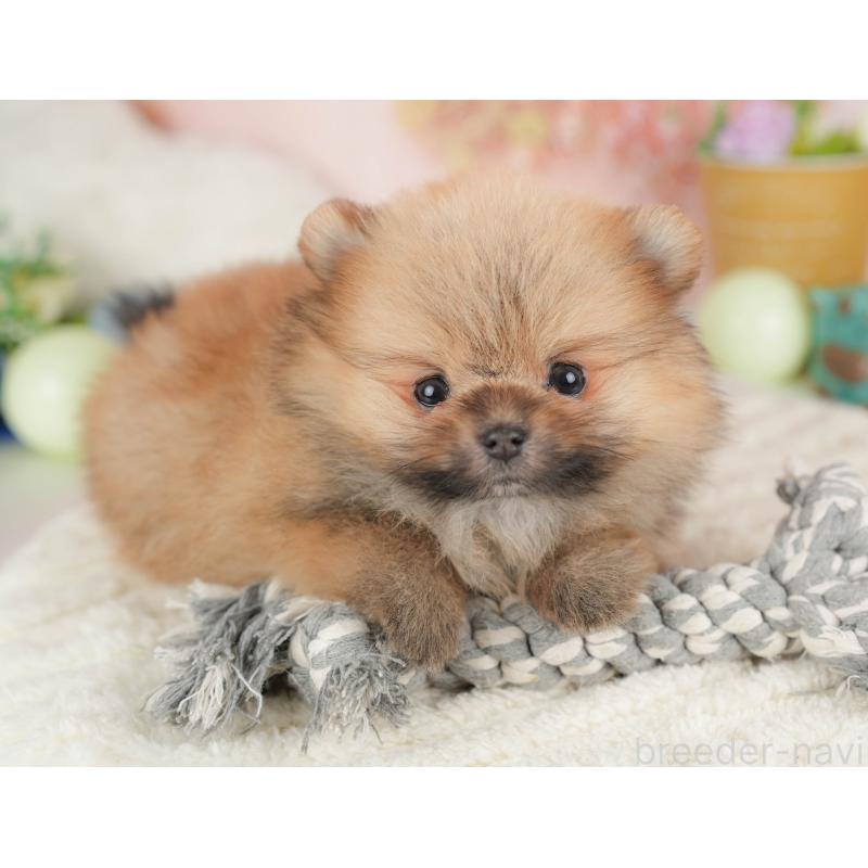 販売中の群馬県のポメラニアン-453438の3枚目