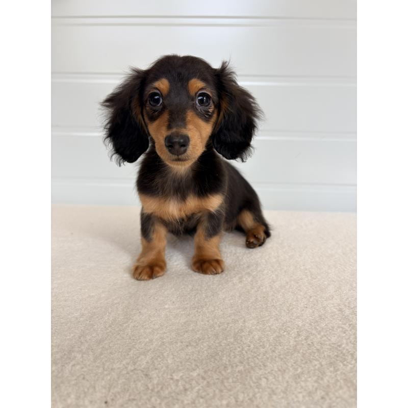 販売中の千葉県のカニンヘンダックスフンド(ロングヘアード)-446511の6枚目