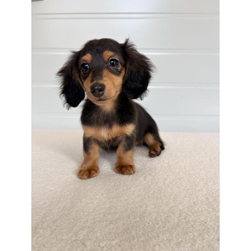 販売中の千葉県のカニンヘンダックスフンド(ロングヘアード)-446511の5枚目