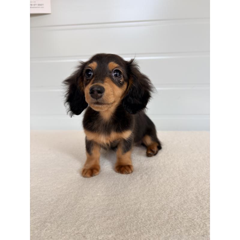 販売中の千葉県のカニンヘンダックスフンド(ロングヘアード)-446511の4枚目