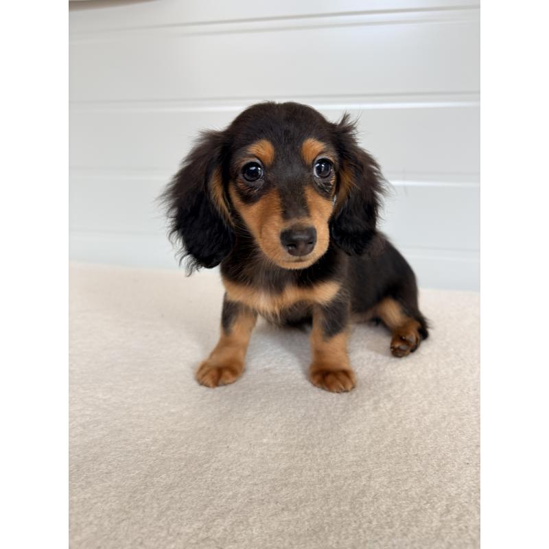 販売中の千葉県のカニンヘンダックスフンド(ロングヘアード)-446511の3枚目