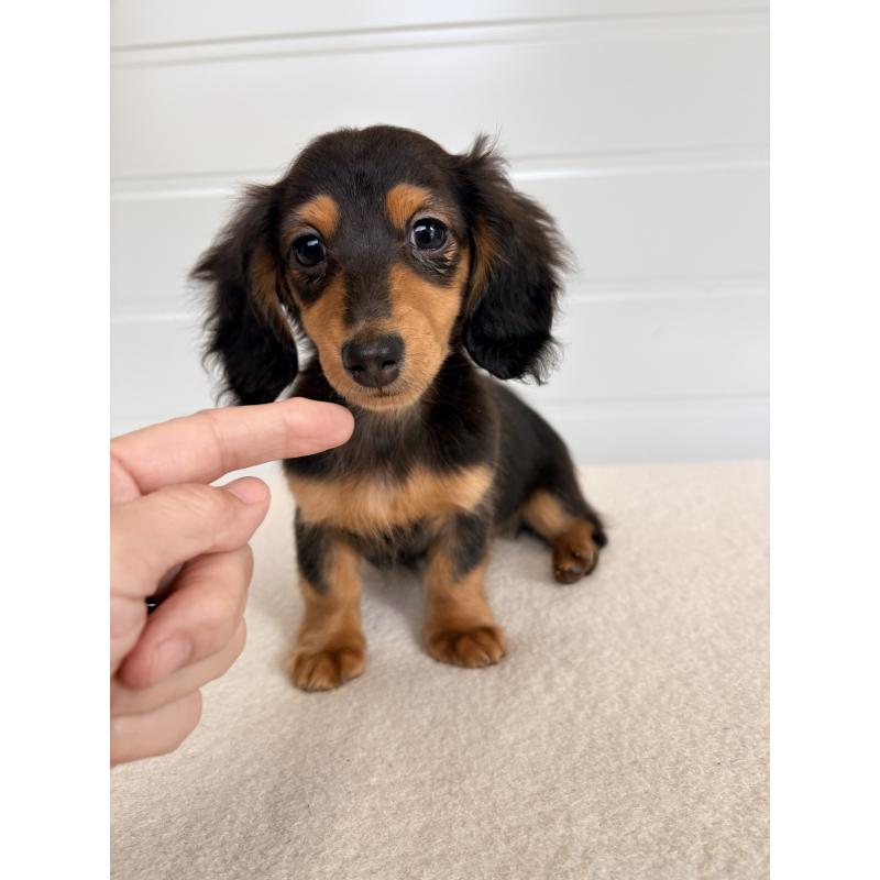 販売中の千葉県のカニンヘンダックスフンド(ロングヘアード)-446511の2枚目