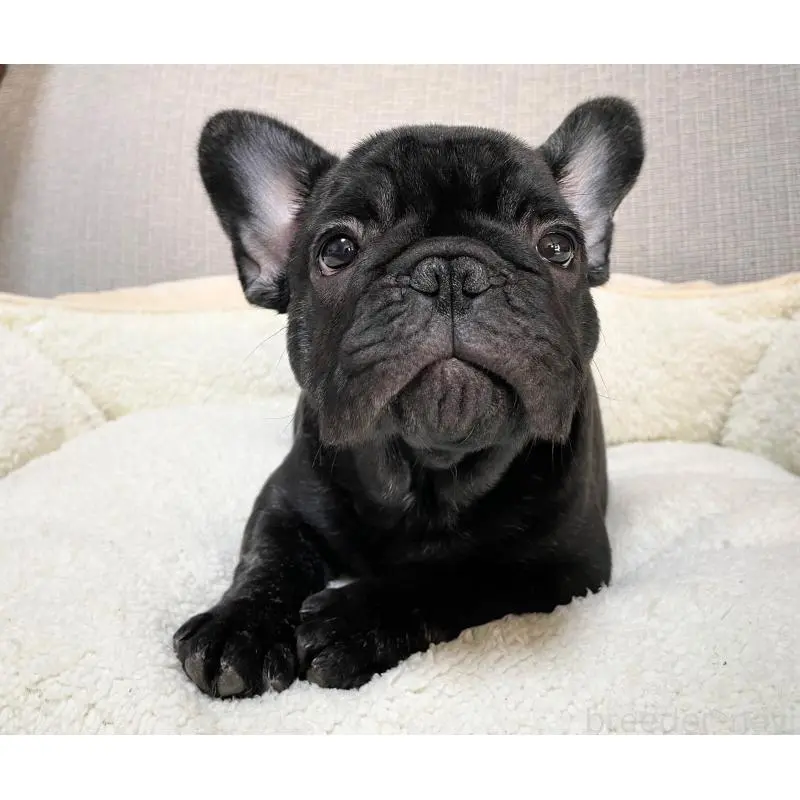 販売中の千葉県のフレンチブルドッグ-452449の6枚目
