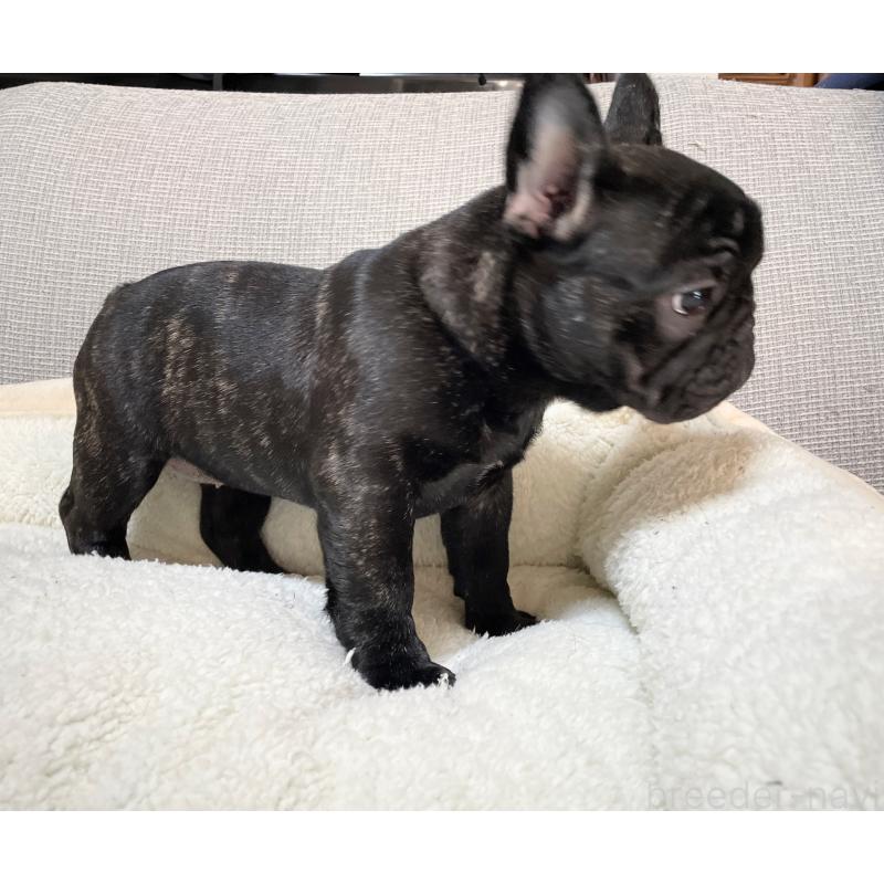 販売中の千葉県のフレンチブルドッグ-452449の5枚目