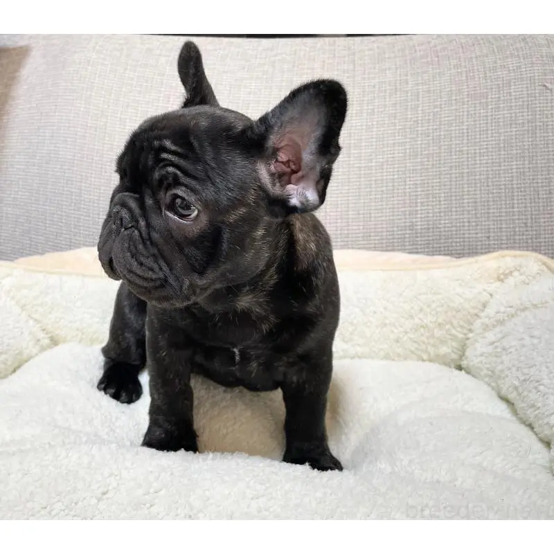 販売中の千葉県のフレンチブルドッグ-452449の4枚目