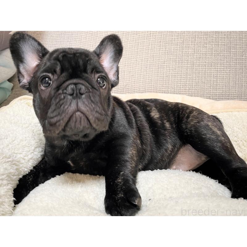 販売中の千葉県のフレンチブルドッグ-452449の2枚目