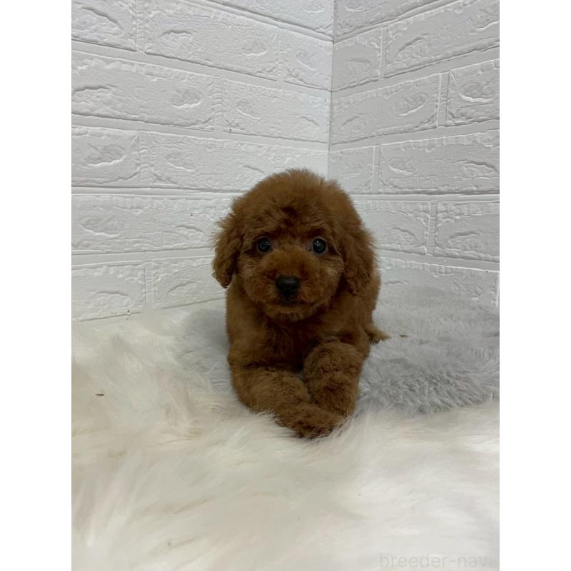 販売中の岡山県のタイニープードル-451741の5枚目