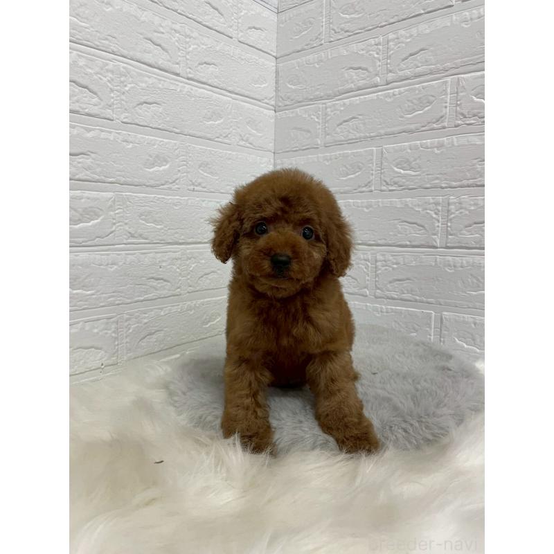 販売中の岡山県のタイニープードル-451741の4枚目