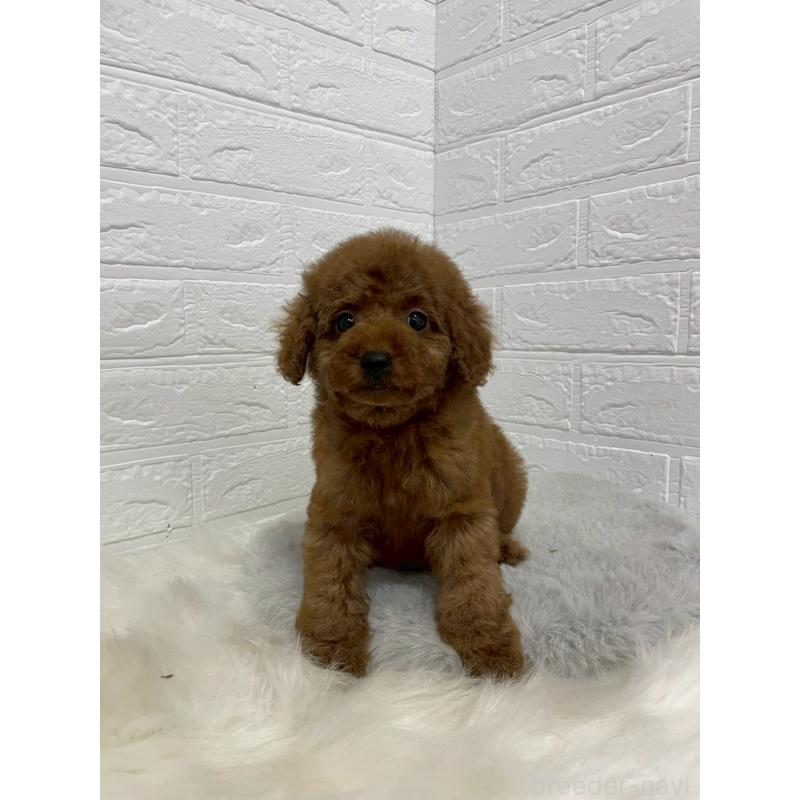 販売中の岡山県のタイニープードル-451741の3枚目