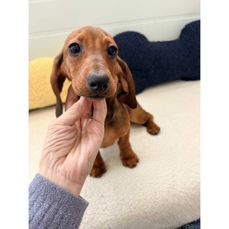 販売中の千葉県のスタンダードダックスフンド-433977の2枚目