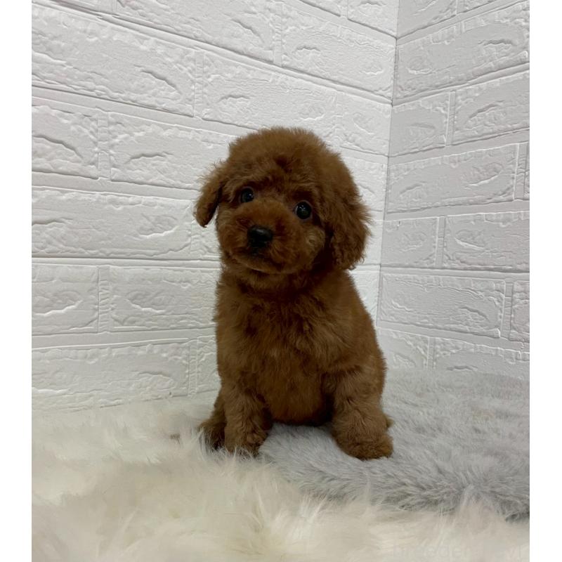 販売中の岡山県のタイニープードル-451741の2枚目