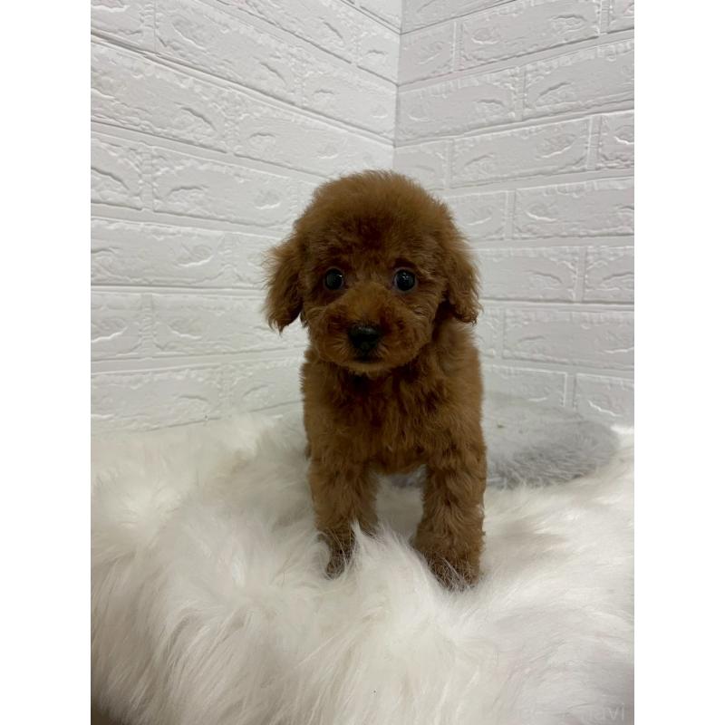 販売中の岡山県のタイニープードル-451740の5枚目