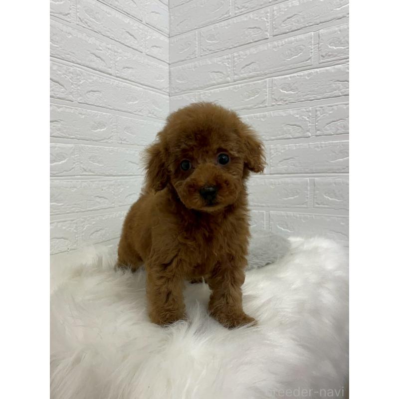 販売中の岡山県のタイニープードル-451740の4枚目