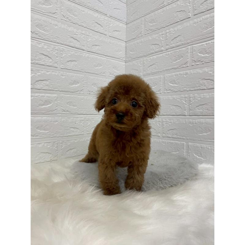 販売中の岡山県のタイニープードル-451740の3枚目