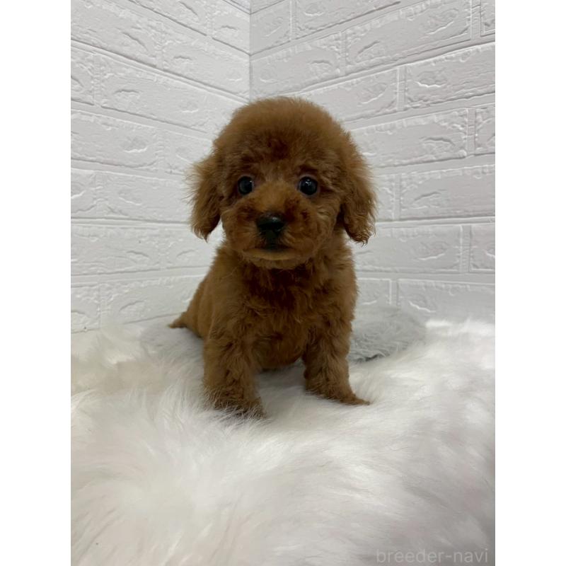 販売中の岡山県のタイニープードル-451740の2枚目