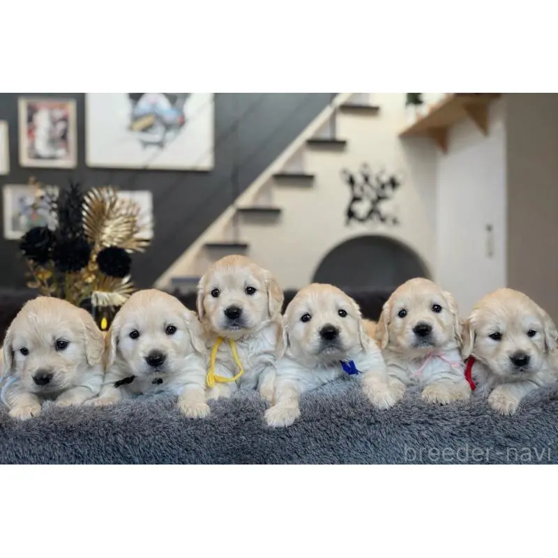 販売中の岐阜県のゴールデンレトリーバー-452450の7枚目