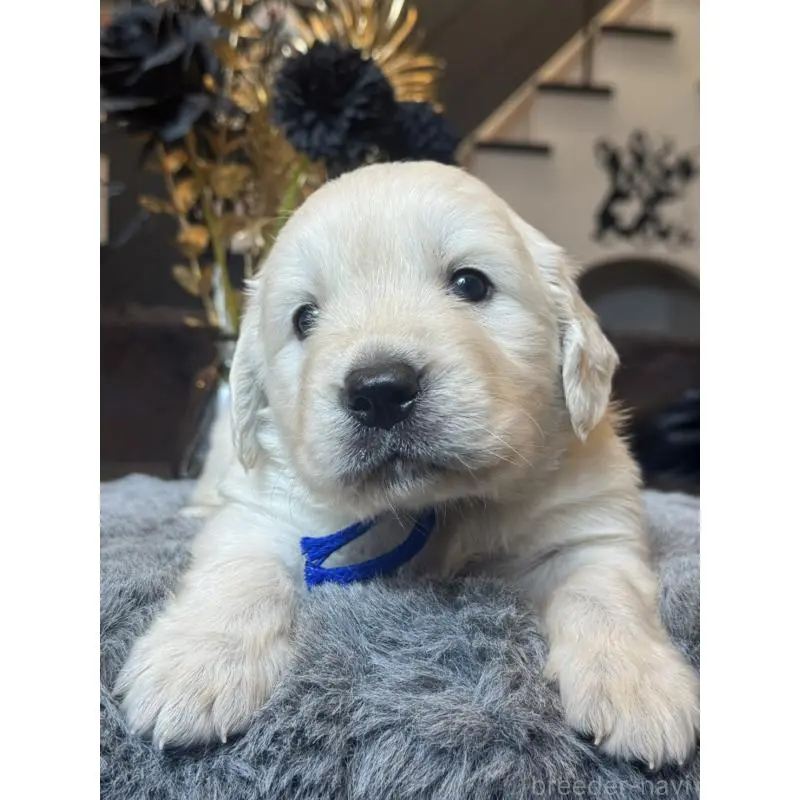 販売中の岐阜県のゴールデンレトリーバー-452450の6枚目