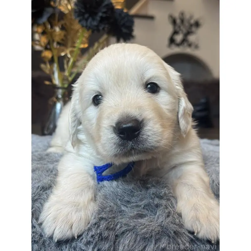 販売中の岐阜県のゴールデンレトリーバー-452450の5枚目