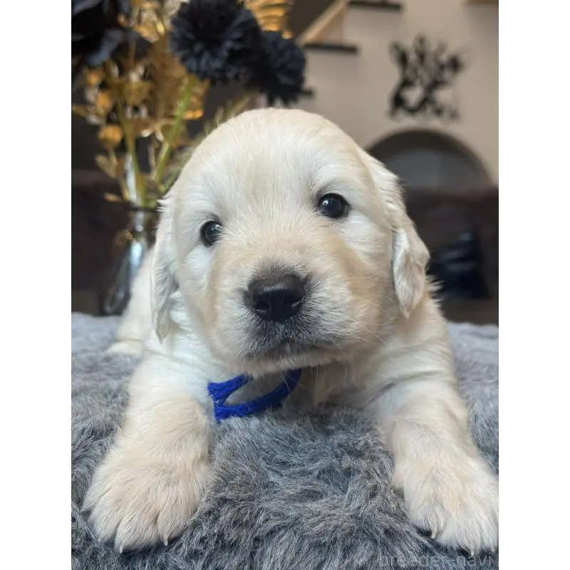 販売中の岐阜県のゴールデンレトリーバー-452450の4枚目