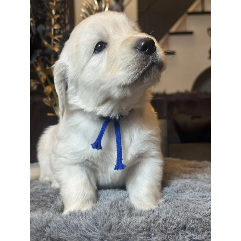 販売中の岐阜県のゴールデンレトリーバー-452450の3枚目